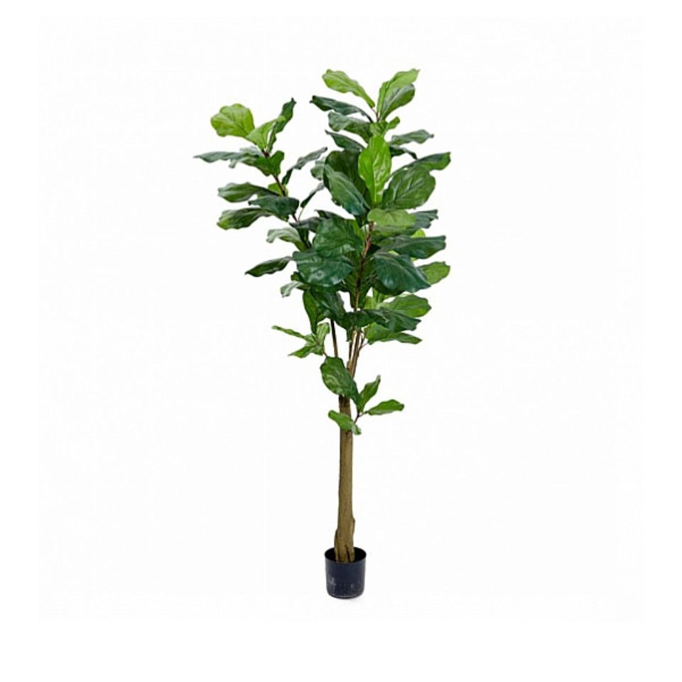 Götessons Fiddle Leaf Fig Tree Ficus