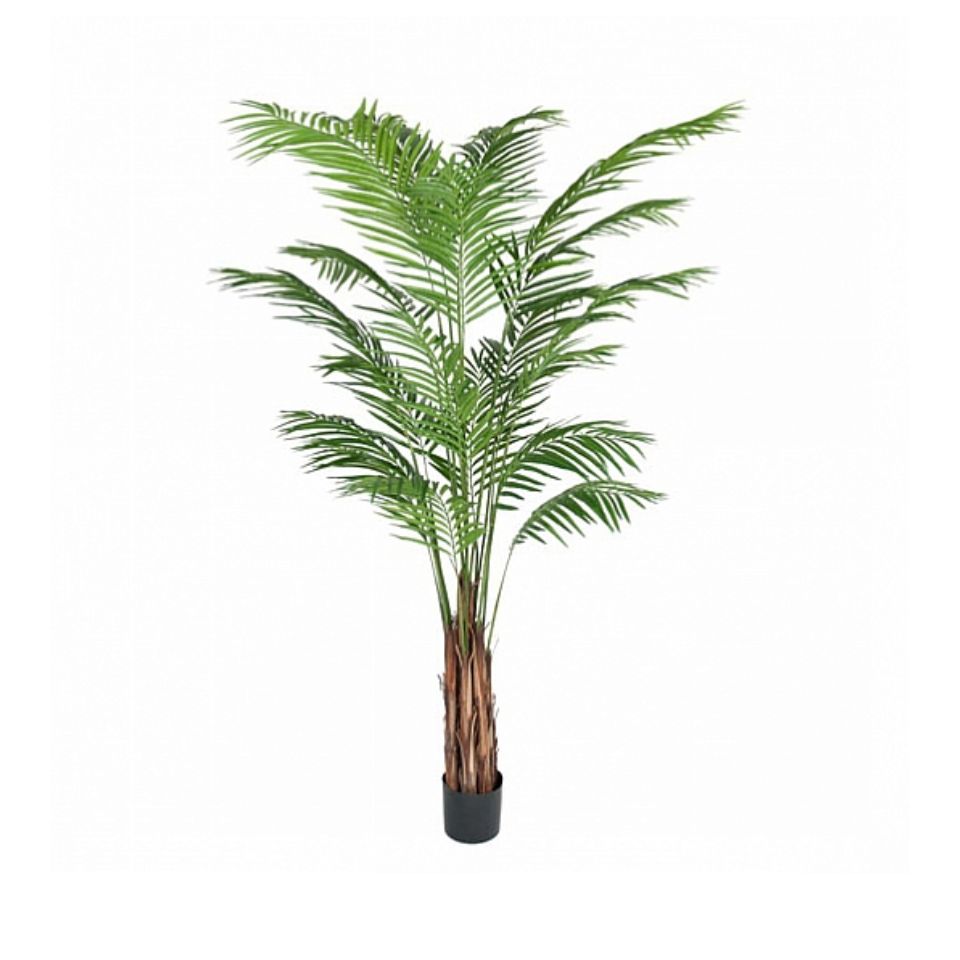 Gotessons Areca palm H.2100