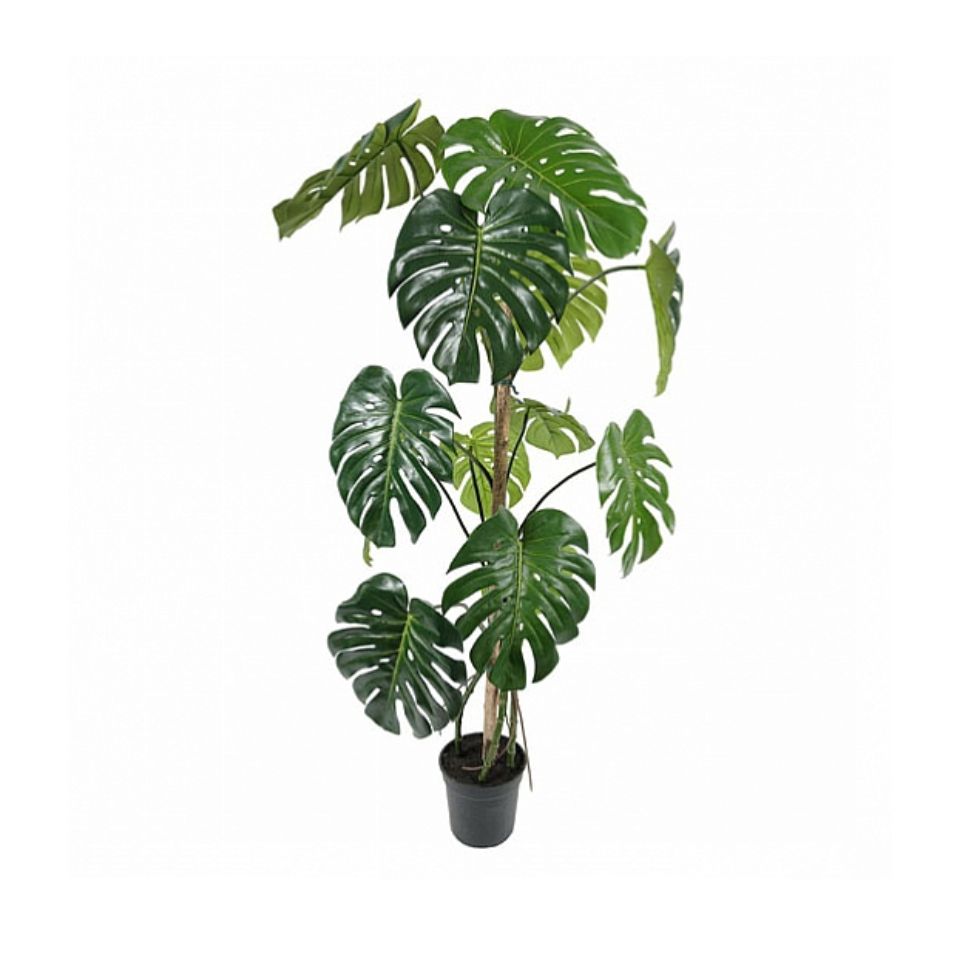 Götessons Monstera H.1500