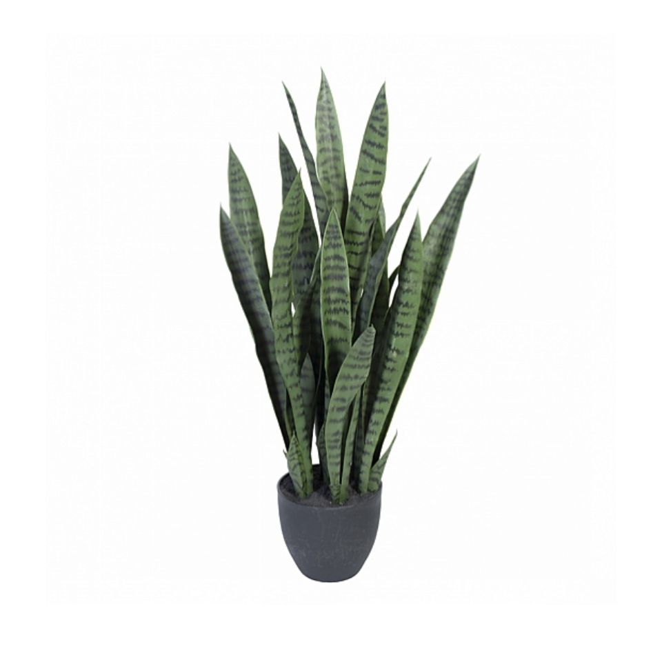 Götessons Sansiveria incl. pot H.900